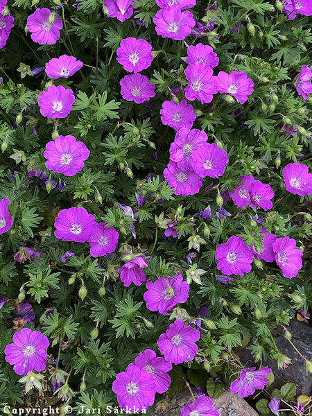 Geranium sanguineum 'Max Frei', verikurjenpolvi